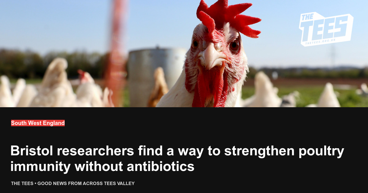 Social sharing card for Bristol researchers find a way to strengthen poultry immunity without antibiotics