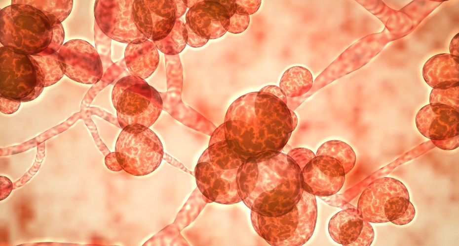 Social sharing card for Synthetic sugar molecule points to possible future vaccine and rapid test for drug-resistant hospital fungus