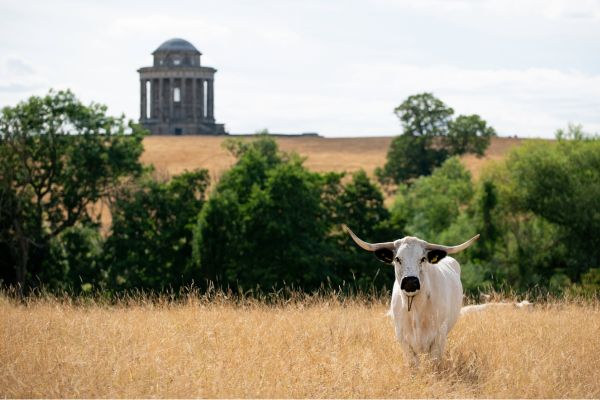 Social sharing card for Rare White Park cattle join Castle Howard’s 440-acre nature recovery project
