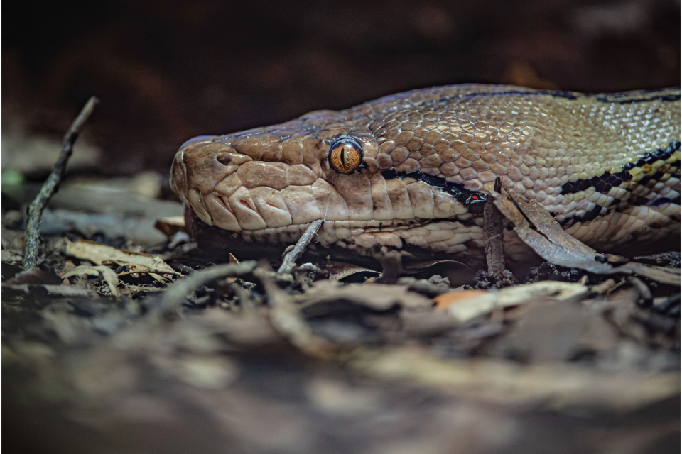 Social sharing card for World-first cancer treatment saves 15-foot python at Chester Zoo