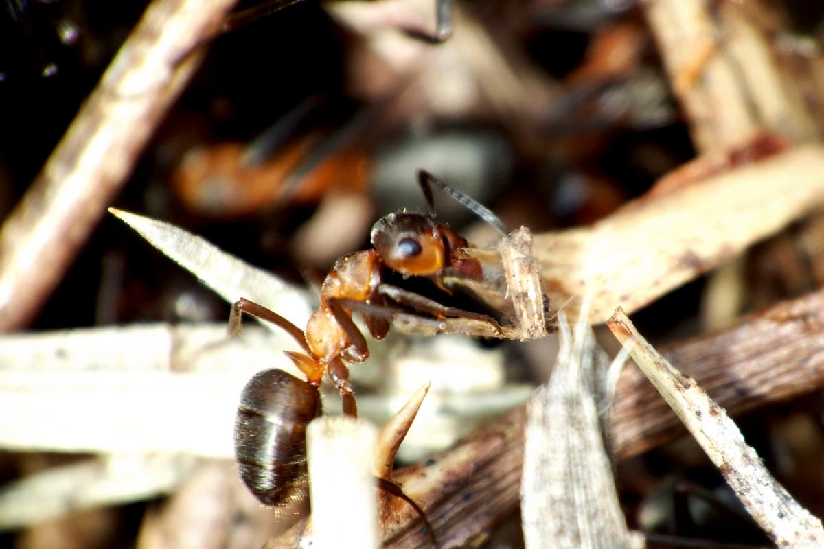 Social sharing card for Devon project aims to double nests of one of England’s rarest ants