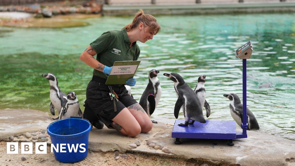 Social sharing card for Capybaras, penguins and one very specific snail report for London Zoo’s annual health check