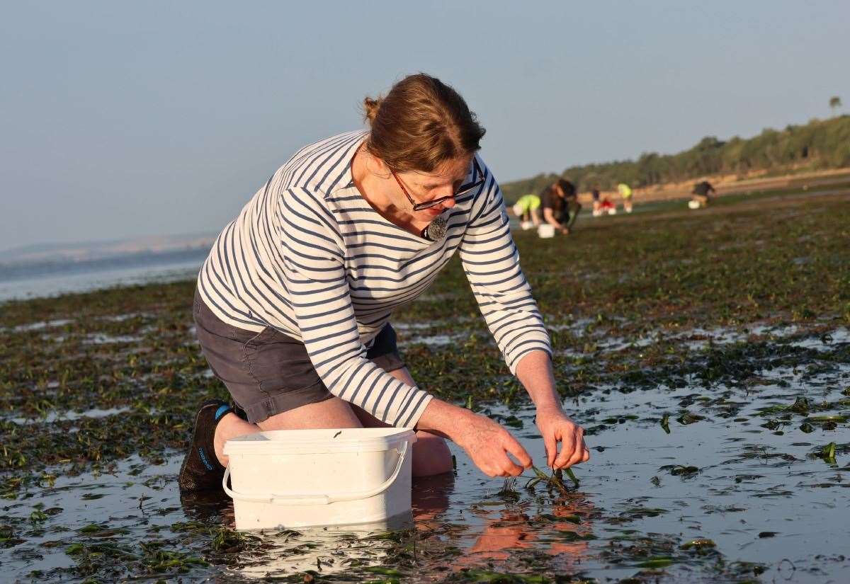 Social sharing card for Volunteers collect more than 100,000 seagrass seeds to restore the Solent