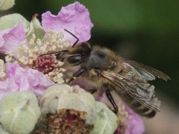 Social sharing card for Sussex bee study finds one simple way gardens can help during the late-summer food squeeze