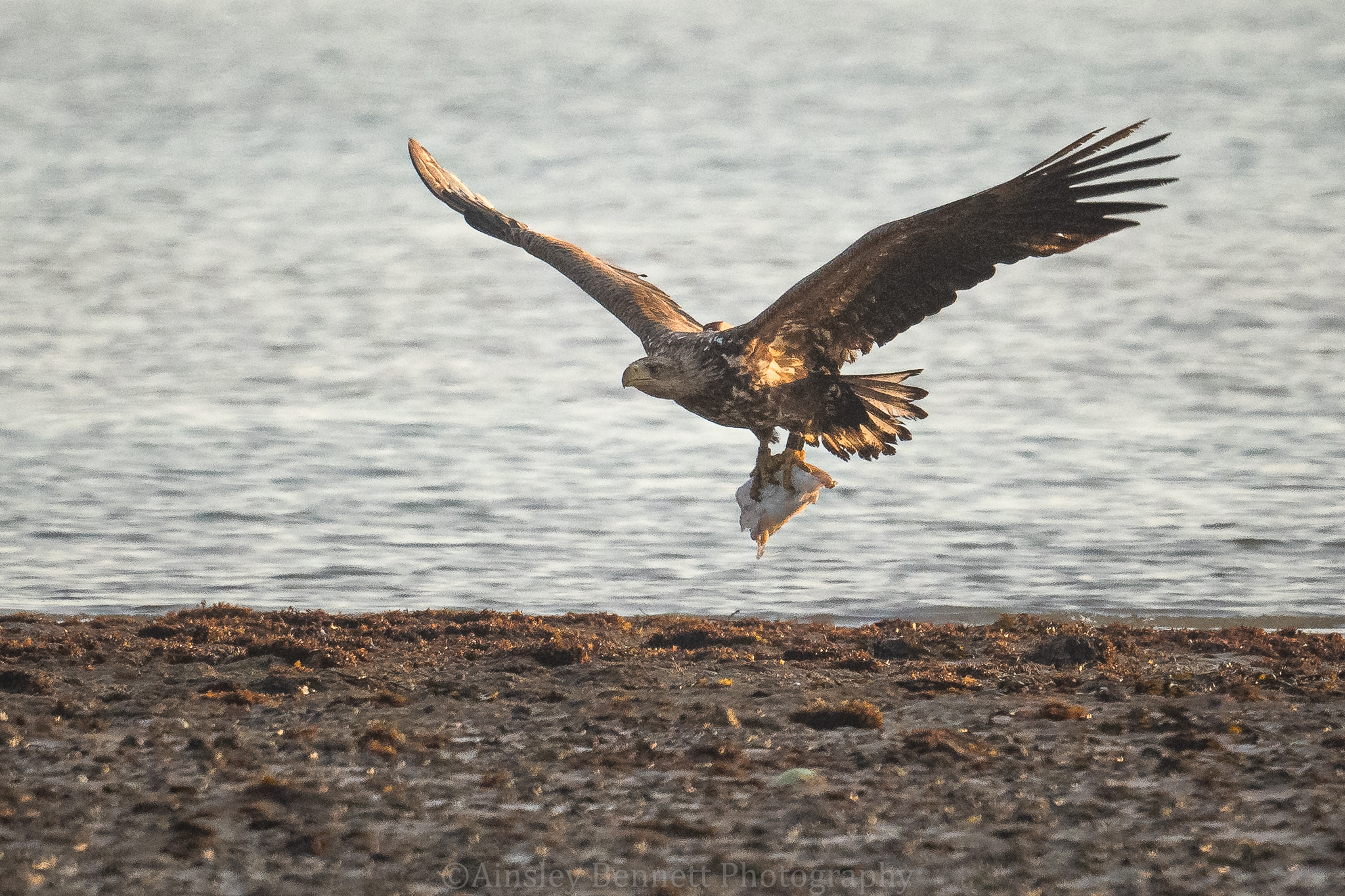 Social sharing card for White-tailed eagles return to Exmoor more than 200 years after disappearing